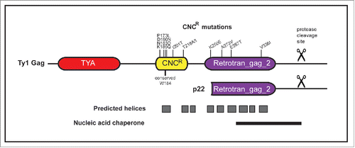 Figure 2. CNCR mutations map within specific domains of Ty1 Gag. Ty1 Gag sequence was analyzed for secondary structure prediction and domain identification. Two Pfam domains, TYA (PF01021, residues 17–114) and Retrotran_gag_2 (PF14223, residues 245–356), are present in Ty1 Gag. Gray boxes represent predicted helical regions. CNCR mutations clustered between residues 170–220, which we define as the CNCR domain, and within Retrotran_gag_2. Other features include the Ty1 p22 protein and the NAC region, the protease cleavage sites in Ty1 Gag and p22 proteins (scissors), and W184, which is a conserved residue found in Ty1/copia and is required for Ty1 retrotransposition.Citation11,15