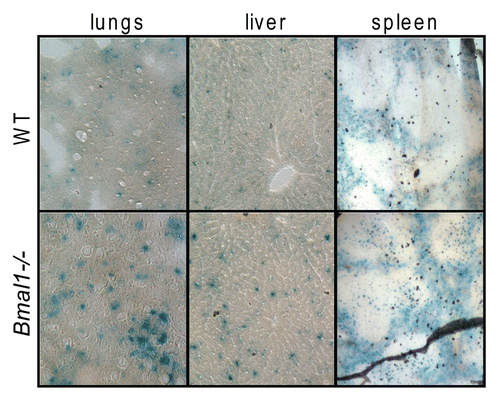 Figure 1 BMAL1 deficiency leads to accumulation of senescent cells in vivo. Representative histological images of the lungs (left column), liver (middle column) and spleen (right column) isolated from 6 mo old wildtype (upper row) or Bmal1-/- (lower row) mice were stained for senescent associated β-galactosidase.
