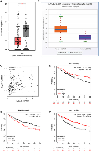 Figure 9 The predictive values of MEG3, HuR, and CCL5 in HCC. (A) MEG3 expression in LIHC tissues and normal samples was predicted with GEPIA. (B) ELAVL1 (HuR) expression in LIHC tissues and normal samples was analyzed in the starBase database. (C) The correlation between MEG3 expression and CCL5 expression in LIHC tissues was predicted by GEPIA. (D–F) The influence of MEG3, ELAVL1, or CCL5 on the prognosis of LIHC patients was evaluated by Kaplan-Meier Plotter analysis. *p<0.05.