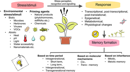 Figure 1. Main processes from stimulus to memory in plants.