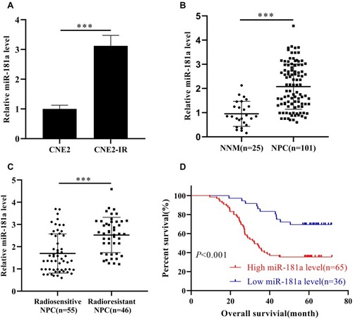 Figure 1 Mir-181a is upregulated in radioresistant NPC and negatively correlates to the prognosis of NPC.Notes: qPCR assays indicated that miR-181a was upregulated in CNE2-IR cells (1.012±0.125 vs 3.12±0.35) (A), NPC tissue samples (0.951±0.517 vs 2.075±0.935) (B) and radioresistant NPC tissue samples (1.696±0.881 vs 2.529±0.792) (C) compared with CNE2, NNM tissue samples, and radiosensitive NPC tissue samples, respectively. (D) The patient of high miR-181a exhibited poor overall survival demonstrating by Kaplan-Meier survival analysis. ***Stands for P <0.001.