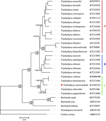 Figure 1. Phylogenetic tree of Triplophysa species based on 13 concatenated protein-coding genes. The upper and lower numbers at each node represent Bayesian posterior probability and maximum likelihood bootstrap value, respectively. The GenBank accession number of each species was shown on the right of its name.