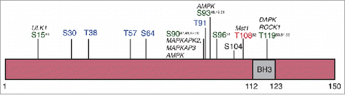 Figure 6. Phosphorylation sites in the BECN1 N-terminal domain. Summary of phosphorylation sites in the BECN1 N-terminal domain. Sites in green promote autophagy while those in red inhibit it. Those sites indicated in blue were identified from proteomics-based experiments however their functional consequences are unknown.