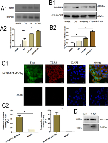 Figure 7 RELMβ and cell membrane TLR4 receptors promote signal transduction. (A1), RT-PCR to verify rhRLMEβ activation of TLR4 in 16HBE cells; (A2) Densitometric analysis of (A1). (B1), Western blot to verify rhRLMEβ activation of TLR4 levels in 16HBE cells; (B2) Densitometric analysis of the protein grayscale values. (C1), Immunofluorescence to detect TLR4 binding to Flag of 16HBE-RELMβ; (C2) Mean fluorescence density analysis. (D), Immunoprecipitation analysis of TLR4 binding to Flag of 16HBE-RELMβ. (*p < 0.05, ***p < 0.001).