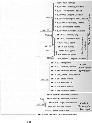 Fig. 2. Maximum likelihood phylogram based on concatenated partial rbcL, psbC and COI-5P sequences (‘organellar data set’) of the genus Cladostephus. Values to the left indicate ML bootstrap support (BP), values to the right Bayesian posterior probabilities (PP). BP lower than 60% and PP lower than 0.9 are not reported. The scale indicates substitutions/site