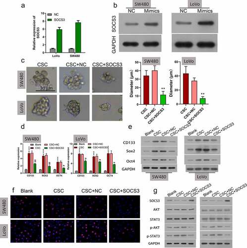 Figure 4. Overexpression of SOCS3 repressed self-renewal and growth of CSC cells. (a and b) qRT-PCR and Western blot were used to examine the SOCS3 overexpression efficiency in SW480 and LoVo cells, ***P < 0.001 vs NC. (c) Influences of SOCS3 overexpression on CSC self-renewal were estimated by the sphere propagation assay in SW480 and LoVo cells, **P < 0.01 vs CSC+NC. (d) qRT-PCR and (e) Western blot were carried out in SOCS3 overexpressed SW480 and LoVo CSC cells to examine the protein levels of CD133, SOX2, and OXT4, ***P < 0.001 vs blank; ##P < 0.01 vs CSC+NC. (f) Cell proliferation was evaluated by EdU staining in SW480 and LoVo CSC. (g) Protein expressions of SOCS3, AKT/p-AKT, and STAT3/p-STAT3 in SOCS3 overexpressed SW480 and LoVo CSC cells were assessed via Western blot.