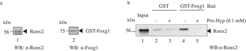 Figure 4. Pro-Hyp inhibits the interaction of Foxg1 with Runx2. (a) Runx2 recombinant protein was produced by E. coli (lane 1). GST-Foxg1 recombinant protein was produced by E. coli (lane 2). (b) Runx2 was incubated with glutathione sepharose beads containing bacterially expressed GST or GST-Foxg1, these proteins, and then analyzed using Western blot analysis using the Runx2 antibody. A mixture of Runx2 and GST (lanes 2 and 3) or GST-Foxg1 (lanes 4 and 5) proteins was precipitated by glutathione 4B beads. At that time, Pro-Hyp was added at a concentration of 0.1 mM (lanes 3 and 5). Lanes 2 and 4 were not administered Pro-Hyp. The Runx2 protein extract was used as the input (lane 1). Detailed methods are described in this report.