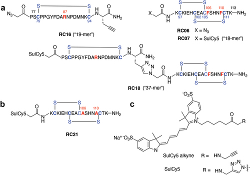 Figure 2. Synthesis of the RPSO1 mimetic constructs. a) Click chemistry was used to join the “left” (RC16) and “right” (RC06/07) side components to form the full-length mimetic peptide, RC18. b) The mutant peptide (RC21) contains the amino acid substitutions shown in red. c) Structure of the Cy5-based fluorescent dyes (sulCy5) used to label the mimetics.