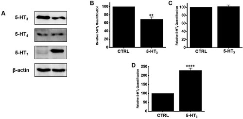 Figure 6. Effects of BG extract on the protein expression of 5-HT3, 4, and 7 receptors in mice. (A) 5-HT7 receptor expression increased considerably, but 5-HT4 receptors was unchanged. However, the expression of 5-HT3 receptors decreased. (B-D) Band density is showed relative to CTRL. Mean ± SEs. **P < 0.01. ****P < 0.0001. BG: Black garlic. CTRL: Control. β-Actin was the loading control.