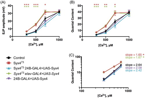 Figure 4. Syntaxin 4 regulates the Ca2+ cooperativity of neurotransmitter release. (A) Mean EJP amplitude (in mV, ±SEM) at various concentrations of Ca2+ (μM) for the indicated genotypes. (B) Mean corrected quantal content at various concentrations of Ca2+ (μM) for the indicated genotypes. (C) Log–log plot of mean corrected quantal content versus Ca2+ concentration. Slopes were determined from a linear regression of log-transformed data.