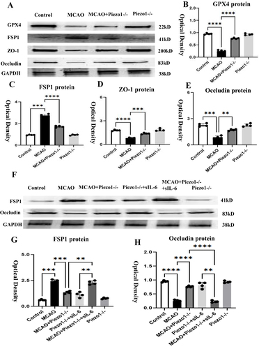 Figure 9 Piezo1 knockout improves ZO-1 and Occludin by inhibiting the IL-6/GPX4 pathway.Panel (A) shows the immunoreactive bands of GPX4, FSP1, ZO-1, and Occludin. Panels (B–E) are bar graphs indicating that after 3 days of MCAO treatment, FSP1 expression increased while GPX4, ZO-1, and Occludin expression decreased. Knockout of Peizo1 can reverse this situation. Panel (F) shows the immunoreactive bands of FSP1 and Occludin. Panels (G and H) are bar graphs showing that compared to the control group, after 3 days of MCAO treatment, FSP1 expression increased and Occludin expression decreased. Knockout of Peizo1 can reverse this situation. After adding additional IL-6R agonist, compared to the MCAO+Piezo1 knockout group, FSP1 expression increased and Occludin expression decreased. **P < 0.05. ***P <0.01, ****P <0.005, N=4.