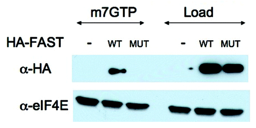 Figure 4. m7GTP cap pull-down analysis. U2OS cells were transfected with pMT2-HA vector (-) or pMT2-HA-FAST encoding wild type (WT) or Y428G (MUT) variants. Transfected cells were lysed in the presence of RNase A and subjected to pull-down using m7GTP Sepharose (m7GTP). Pulled-down proteins were quantified by immunoblotting using anti-HA and anti-eIF4E antibodies. Load: loading control (1/20th of total protein lysate)