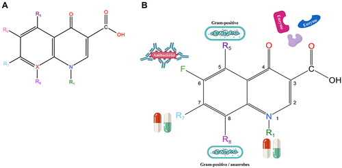 Figure 1 Core structure of quinolone antibiotics. (A) Six important modification positions include R1, R5, R6, R7, R8, and X for improving the drug activity. X=C defines quinolones and X=N defines naphthenes. (B) Each modification position has different effects such as antibacterial, affecting pharmacokinetics, enhancing activity and enzymatic binding.