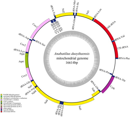 Figure 2. Complete mitochondrial genome map of A. duoyiheensis (GenBank: OM731672.1), with 13 genes, 22 tRNAs, and two rRNAs. Encoded genes and RNAs were in different colors; light and heavy strands were shown inside and outside of the circle, respectively.