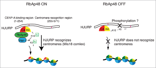 Figure 3. Role for the RbAp48-Hat1 complex-mediated acetylation of the H4 tail in CENP-Adeposition. The H4 tail in the CENP-A-H4 complex is acetylated at K5 and K12 by the RbAp48-Hat1 complex before H4-CENP-A centromere deposition. The CENP-A-H4 complex binds the N-terminus of HJURP, and the middle region of HJURP recognizes centromeres (via the Mis18 complex) to facilitate centromere deposition. Acetylation of the H4 tail normally facilitates this process; however, if acetylation does not occur correctly (as in RbAp48-deficient cells), the non-acetylated tail interferes with HJURP centromere recognition, preventing CENP-A from being incorporated into centromere domains. It is unclear how H4 acetylation facilitates CENP-A deposition. Given that HJURP is a highly phosphorylated protein, it may be that a combination of HJURP phosphorylation and H4 acetylation is critical for correct H4-CENP-A deposition.