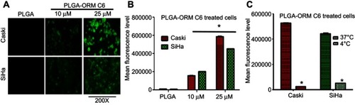 Figure 4 Cellular uptake and uptake mechanism of PLGA-ORM. (A) Qualitative representation of cellular uptake. Caski and SiHa cells were treated with coumarin-6-loaded PLGA-ORM nanoparticles for 1 hr. Cells indicated an increased uptake in a dose-dependent manner. Images were taken at 200×. (B) Quantitative measurement of PLGA-ORM uptake. Coumarin-6-loaded PLGA-ORM internalization in Caski and SiHa cell lines increased in a dose-dependent manner. Results were normalized to the PLGA control particles. Error bars show SEM, n=3. *p<0.05. (C) Internalization of coumarin-6-loaded PLGA-ORM is energy-dependent. Cells were treated with PLGA-ORM C6 and incubated at different temperatures. Cells showed blocked or inhibited uptake of particles when incubated at 4°C. Results were normalized to the particles incubated at 37°C. Error bars show SEM, n=3. *p<0.05.Abbreviation: ORM, ormeloxifene.