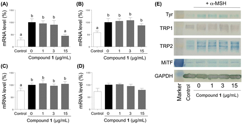 Figure 8. Effects of treatment with 1 on the accumulation of transcripts of TYR (A), TRP-1 (B), TRP-2 (C), and MiTF (D), and on the accumulation of TYR, TRP1, TRP2, and MiTF proteins. The B16 cells were treated for 72 h with varying concentrations of 1 in the presence of α-MSH. The transcript levels were determined by quantitative RT-PCR with specific primer sets, and the proteins were detected by western blot analyses.