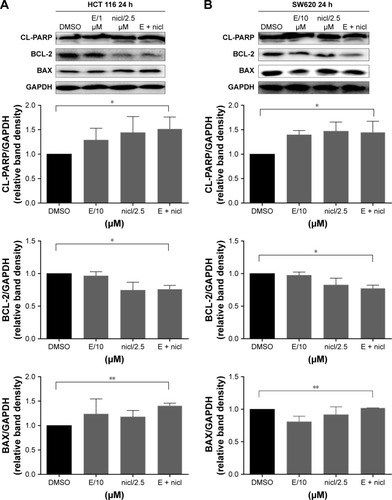 Figure 5 Induction of apoptosis in colon cancer cells by combined niclosamide and erlotinib.