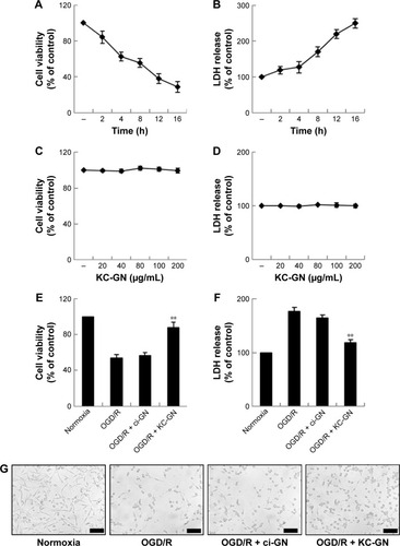 Figure 5 Neuroprotective effects of KC-GNs against OGD/R-induced cytotoxicity in human neuronal SH-SY5Y cells.Notes: (A and B) SH-SY5Y cells were exposed to a time course of OGD, and the reoxygenation period was always 24 h. (A) Cell viability was analyzed using the MTT assay. (B) Cytotoxicity was determined using the LDH assay. (C and D) Cells were treated with different concentrations of KC-GNs for 48 h, and cell viability was assessed by the MTT (C) and LDH (D) assays. (E and F) Cells were pretreated with 100 μg/mL KC-GNs or ci-GNs for 1 h and then exposed to OGD for 8 h and reoxygenated for a further 24 h. The cell viability was assessed by the MTT (E) and LDH (F) assays. (G) Cell morphology was evaluated with phase-contrast microscopy. Each bar represents the mean ± standard error of three independent experiments per group. **P<0.01 relative to the OGD/R-treated group.Abbreviations: ci-GN, sodium citrate–gold nanoparticle; KC-GN, Kalopanacis Cortex extract-capped gold nanoparticle; LDH, lactate dehydrogenase; MTT, 3-(4,5-dimethylthiazol-2-yl)-2,5-diphenyltetrazolium bromide; OGD/R, oxygen–glucose deprivation/reoxygenation.