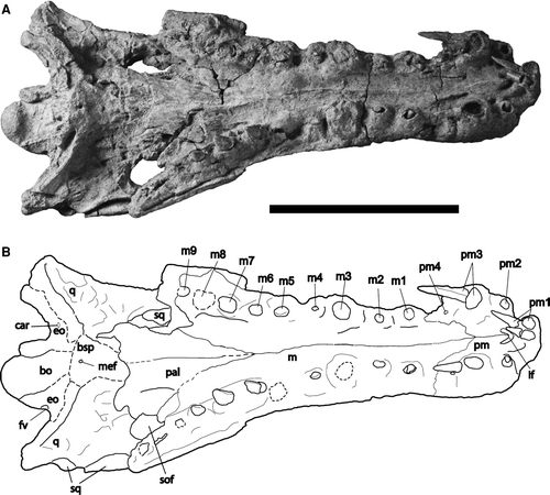 FIGURE 5 Skull of Cerrejonisuchus improcerus, UF/IGM 29, from the Cerrejón coal mine of northeastern Colombia, middle–late Paleocene, in ventral view. A, photograph; B, sketch. Abbreviations: bo, basioccipital; bsp, basisphenoid; car, carotid foramen; eo, exoccipital; fv, foramen vagi; if, incisive foramen; j, jugal; m, maxilla; m1–9, first through ninth maxillary alveoli/teeth; mef, medial eustachian foramen; pal, palatine; pm, premaxillary; pm1–4, first through fourth premaxillary alveloi/teeth; q, quadrate; sof, suborbital fenestra. Dotted lines represent features/sutures that were not clear. Scale bar equals 10 cm.