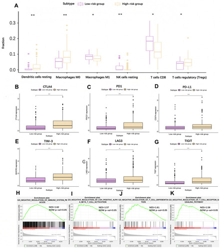 Figure 7 Analysis of different immune status in high- and low-risk groups of The Cancer Genome Atlas (TCGA) hepatocellular carcinoma (HCC) cohort. (A) Box plots visualizing significantly different immune cells between high-risk and low-risk patients. (B–G) Box plots visualizing signiﬁcantly different immune checkpoints between high-risk and low-risk cases. (H–K) GSEA analysis revealing immune-related biological processes correlated with the signature. *P<0.05; **P<0.01; ***P<0.001.