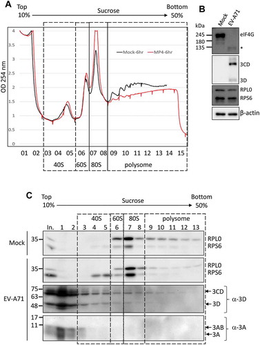 Figure 6. The EV-A71 3D/3CD in infected cell associates with ribosome complex despite polysome disruption. (A) Polysome profiling of RD cells infected with EV-A71 MP4 strain at MOI of 10 was analysed as described in Fig. 6. MP4 infection (marked in red) disrupted the polysome peaks while the 80S monosome peak increased when compared with the profile of mock-infected cell (black). (B) Cleavage of eIF4G upon EV-A71 infection was examined by immunoblotting using anti-eIF4G antibody. Expression of EV-A71 3D and 3CD proteins was analysed by using anti-EV-A71 3D antibody. Proteins level of RPS6, RPL0, and β-actin served as the loading control. (C) Immunoblotting was performed to analyse the distributions of EV-A71 3D/3CD and 3A/3AB in the sucrose gradient using antibody against EV-A71 3D and 3A, respectively. Fractions representative of different ribosomal assemblies were verified by antibodies against RPS6 and RPL0. In. represented 5% lysates layered onto the gradient in the beginning.