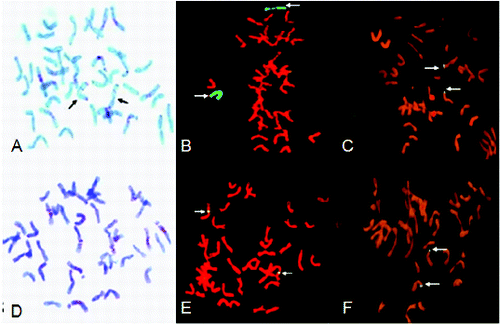 Figure 3. C-banding and GISH analysis of translocation chromosomes. C-banding pattern of lines 7-33 (A); arrows indicate two chromosomes with intense terminal C-band on arm. The chromosomes of 7-33 (B) after GISH using genomic DNA of rye as the probe; arrows indicate two substitution 5R chromosomes (green). The chromosomes of 06-6-9 (C) after GISH using genomic DNA of rye as the probe; arrows indicate small chromosome segment translocation. C-banding pattern of 06-6-9 (D); no rye chromosome band patterns. The chromosomes of 06-6-6 (E) and 06-6-5 (F) after GISH using genomic DNA of rye as the probe; arrows indicate small chromosome segment translocation.
