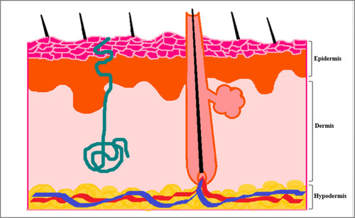 Figure 2 Schematic view of skin layers.