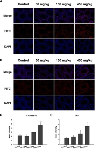 Figure 6 Immunofluorescence detection of caspase-12 and JNK in testis tissue. (A) Caspase-12; (B) JNK. Blue: DAPI; Red: JNK and caspase-12. Magnification: 200×. (C and D) The panels are semiquantitative analysis (mean ± SD), **P<0.01, ***P<0.001 compared with control.