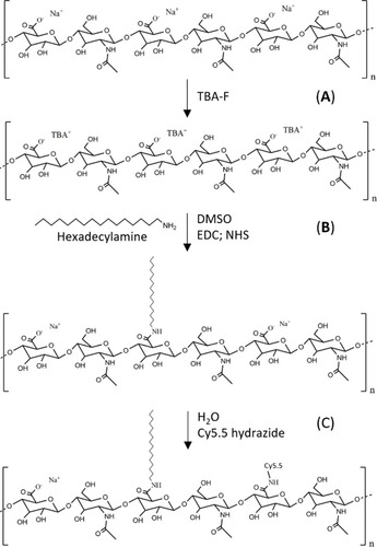 Figure 1 Schematic illustration of the methodology used for the synthesis of the C16-HyA-Cy5.5 conjugates. (A) Ion exchange using tetrabutylammonium fluoride (TBA-F) (B) Grafting of hexadecylamine (C16) to the HyA backbone using EDC/NHS (C) Grafting of Cy5.5 hydrazide fluorophore in H2O by the formation of stable amide bonds.