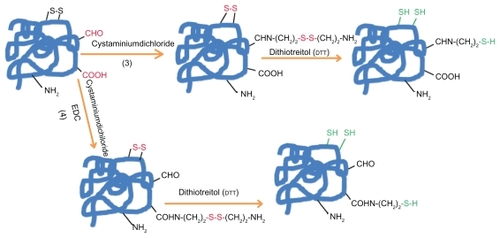 Figure 1b The introduction of sulfhydryl groups by: 3) Quenching of reactive protein aldehyde residues with cystaminiumdichloride reagents or 4) coupling of cystaminiumdichloride to carboxyl groups via 1-ethyl-3-(3-dimethyl-aminopropyl)carbodiimide (EDC); both cases followed by the disulfide bonds reduction with DTT.