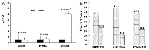 Figure 2 mRNA expression of DNMTs in patients with ESCC (n = 46). (A) Real-time reverse transcription-PCR results for DNMTs. The black bars correspond to non-tumor tissues (NT), and the white bars correspond to ESCC. The means of expression levels of DNMTs are depicted relative to ACTB housekeeping gene expression. Asterisk indicates statistical significance after multiple testing (p < 0.017). (B) DNMT1, 3a and 3b mRNA were expressed in a coordinate manner in the same tumor tissues. “+” indicates elevated mRNA expression as opposed to “−” which indicates a not elevated result. Numbers above the bars indicate the percentage in the total concordant group (+/+ and −/−) and non-concordant group (+/− and −/+). For the association between categories, p = 0.051 for DNMT1/3b, p < 0.001 for DNMT1/3a and p = 0.008 for DNMT3a/3b.