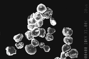 1 Scanning electron photomicrograph of cross-linked chitosan microspheres.