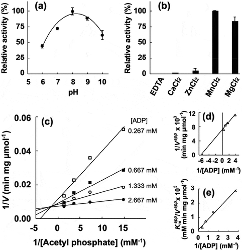 Figure 4. Enzymatic characterization of recombinant PgAck protein. (a) Effect of pH on production of ATP by PgAcK from 0.3 mM AcP and 0.3 mM ADP. Enzyme activities are indicated relative to the activity at pH 8.0. (b) Effect of divalent metal ions on ATP production by PgAcK from 0.3 mM AcP and 0.3 mM ADP. Enzyme activities at pH 8.0 are indicated relative to that in the presence of 1.3 mM MnCl2. (c) Steady-state kinetic analysis of PgAck using double reciprocal plots from initial velocity measurements determined in 50 mM Tris/HCl buffer (pH 8.0) at 37°C. Various concentrations of AcP (0.0667, 0.133, 0.267, and 0.667 mM) were tested for every fixed ADP concentration (0.267, 0.667, 1.33, and 2.67 mM). Averages from three independent experiments are presented. (d) Secondary plots of the y intercept (velocity reciprocal) vs. the inverse concentration of ADP. (e) Secondary plots of reciprocal slopes from panel (a) vs. the inverse concentration of ADP.