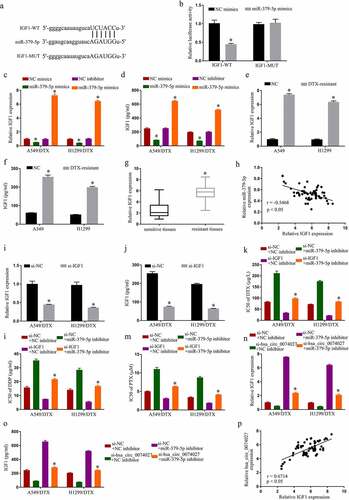 Figure 4. MiR-379-5p binds IGF1 and inhibits chemoresistance in DTX-resistant NSCLC cells. A. Predicted docking sites of IGF1 and miR-379-5p. B. IGF1 and miR-379-5p interaction validation, via DLR assay. IGF1 levels, via RT-qPCR (c) and Elisa assay (d). IGF1 levels, via RT-qPCR (e) and Elisa assay (f) in A549, H1299, A549/DTX, and H1299/DTX cells. G. IGF1 levels, via RT-qPCR, in sensitive and resistant tissues. H. IGF1 and miR-379-5p relationship, via the Spearman’s correlation coefficient. IGF1 levels, via RT-qPCR (i) and Elisa assay (j). IC50s of DTX (k), DDP (l), and PTX (m). IGF1 levels, via RT-qPCR (n) and Elisa assay (o). P. HC0074027 and IGF1 relationship, via the Spearman’s correlation coefficient. The presented data are mean of 3 replicates, and *p < 0.05