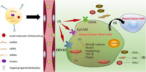 Figure 1 Strategies against breast cancer stem cells: (1) targeting BCSC surface markers; (2) inhibition of BCSC-dependent signaling pathways; (3) interfering the BCSC differentiation; (4) targeting metabolisms in BCSCs; (5) targeting the breast tumor microenvironments.