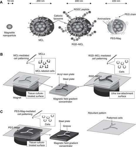 Figure 4 Magnetic cell patterning and ferrogel fabrication.Notes: (A–C) Magnetic cell patterning using MCLs, RGD–MCLs and PEG-Mags and their resultant pattern of cells. Reprinted from Academic Press, Ito A, Kamihira M. Progress in Molecular Biology and Translational Science/Tissue Engineering Using Magnetite Nanopar ticles, pages 355–395, Copyright 2011.Citation174 (D–G) Schematic of fabrication of monophasic and biphasic ferrogels, their SEM/EDS and micro-CT images and these ferrogels in the presence of no magnetic field (field off) and a moderate vertical magnetic field gradient (field on). Reproduced from Cezar CA, Kennedy SM, Mehta M, et al. Biphasic ferrogels for triggered drug and cell delivery. Adv Healthc Mater. 2014;3(11):1869–1876. With permission from John Wiley and Sons.Citation175Abbreviations: EDS, energy dispersive spectroscopy; MCL, magnetite cationic liposome; RGD–MCL, arginine–glycine–aspartic acid motif-containing peptide coupled to a phospholipid group on magnetite cationic liposomes; PEG-Mags, poly(ethylene glycol) in combination with a magnetic force; SEM, scanning electron microscopy; micro-CT, micro-computed tomography.