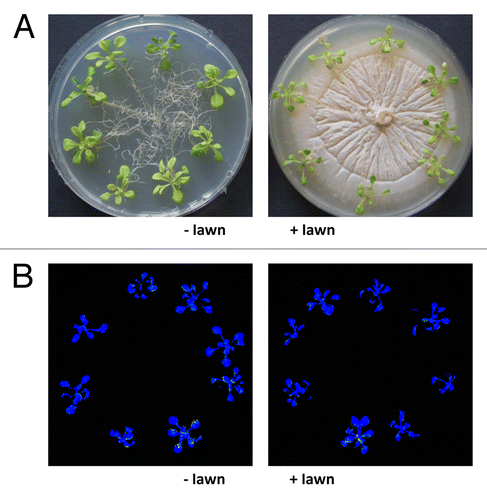 Figure 1. Plants exposed to a dense fungal lawn. (A) Nine-day-old Arabidiopsis wild-type seedlings were transferred from MS medium to a plate with KM without P. indica (left) or with a dense fungal lawn (right) for 7 d. Growth occurred in continuous light at 80 µmol min-2 sec-1. (B) False color images of typical seedlings representing Fs/Fm values as described in Methods and Material and ref. Citation29.
