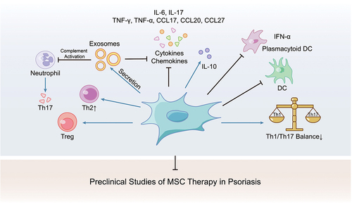Figure 1. MSC therapy could rebalance the amount and function of immune cells and suppress inflammatory mediators in psoriasis model.