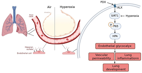 Figure 6 Scheme illustrating how PDX relieve hyperoxia‐induced lung injury by protecting pulmonary endothelial glycocalyx.