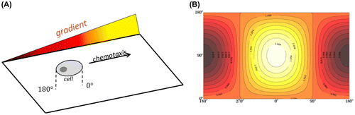 Figure 5. Migration scheme of one cell and factor concentration distribution over its membrane, with a 7% gradient in a 1 ng mL−1 concentration, idealizing the cell membrane as the surface of a sphere. Cells have three dimensional membranes and when placed under a gradient such as in situation (A), the factor producing the gradient will have a characteristic distribution across the membrane as shown in (B).