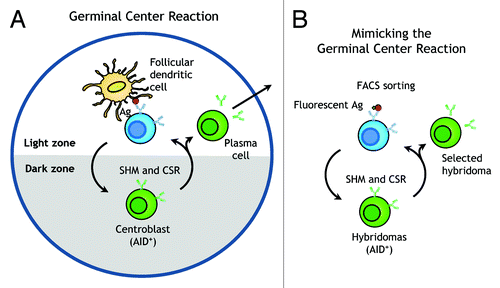 Figure 1. Mimicking the germinal center reaction in vitro. (A) Centroblast B cells in germinal centers rapidly proliferate and express activation-induced cytidine deaminase (AID) to initiate immunoglobulin somatic hypermutation (SHM) and class switch recombination (CSR). B cells that successfully compete for limiting antigen in the light zone can undergo multiple rounds of SHM and selection, leading to generation of plasma cells that secrete high affinity IgG antibodies. (B) The germinal center reaction can be mimicked by lentiviral transduction of the AID gene into hybridoma cells followed by multiple rounds of selection with fluorescence-labeled antigen and cell expansion to allow SHM and CSR of immunoglobulin genes, resulting in a hybridoma clone that secretes antibody with the desired characteristics.