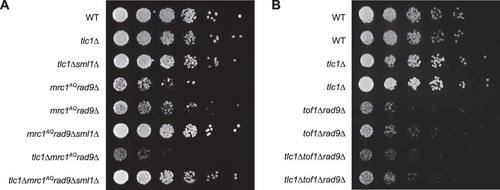FIG 1 Epistasis analysis of Tel1 and Mrc1 mutants on G2/M cell cycle extension and cell viability. (A) ETI mrc1AQ rad9Δ synthetic phenotype shown via semiquantitative serial dilutions. ETI cells show reduced colony formation and colony size in the absence of functional Mrc1 and Rad9 proteins. Colony size and growth phenotypes are restored with deletion of Sml1. (B) Deletion of the Mrc1 partner protein, Tof1, does not mimic the ETI synthetic phenotype. Two biological replicates are shown.