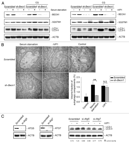 Figure 2. rVP1 induced BECN1-independent, and ATG5- and ATG7-dependent autophagy. BECN1 stable knockdown RAW264.7 cell line, RAWsh-Becn-1, was generated by shRNA silencing as described in Materials and Methods. (A) Knockdown of BECN1 decreased serum starvation-mediated but not rVP1-induced LC3 lipidation. RAW264.7 cells stably knocked down with scrambled or Becn1 shRNA were pretreated with or without 2 μM CQ for 30 min and then incubated with or without serum starvation for 160 min or 4 μM rVP1 for 4 h as indicated. Cells were lysed and analyzed by immunoblotting using antibodies against BECN1, SQSTM1 and LC3, respectively. ACTB was used as a loading control. (B) rVP1 induced formation of double-membrane autophagosomes independent of BECN1. RAW264.7 cells stably knocked down with scrambled or Becn1 shRNA were serum-depleted for 160 min or incubated with 4 μM rVP1 for 4 h as indicated. After treatment, cells were collected and observed with transmission electron microscopy. Data represent means ± SEM of volume fraction of autophagic compartments; **p < 0.01., N.S., not significant. (C) rVP1 did not induce LC3 lipidation after knockdown of ATG5 and ATG7. RAW264.7 cells transfected with scrambled or siRNA of Atg5 and Atg7 were pretreated with 2 μM CQ and then incubated with or without 4 μM rVP1 for 4 h as indicated. Cell lysates were collected and analyzed by immunoblot using anti-LC3, anti-ATG5 and anti-ATG7 antibodies. ACTB was used as a loading control. Blots are representative of three independent experiments.