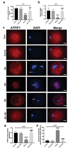 Figure 2. Effects of melatonin (m) and restraint stress on ATP content and mtDNA copy number, expression of ATPIF1 and mitochondria distribution in MII oocytes. (a) ATP content in MII oocytes (n = 50 oocytes from five mice per group). (b) Relative mtDNA copy number in MII oocytes (n = 50 oocytes from five mice per group). (c) ATPIF1 expression, distribution pattern and chromatin alignment in MII oocytes in MII oocytes from control (Con.), control+M (Con.+M), stress (Str.) and stress+M (Str.+M) mice. The arrow shows the chromatin misalignment (Bar = 20 μm). (d) ATPIF1 relative expression (n = 50 oocytes from five mice per group). (e) Abnormal distributed mitochondria oocytes ratio (n = 50 oocytes from five mice per group). All data are presented as mean ± SEM. ΔΔΔΔP < 0.0001 ANOVA; ****P < 0.0001 vs. control group; ####P < 0.0001 vs. stress group. Control, non-stress treated with vehicle; Control+M, non-stress treated with melatonin; Stress, stress treated with vehicle; Stress+M, stress treated with melatonin.