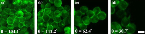Figure 8.  Zoom-in typical micrographs of sets of cells stained with AlexaFluor 488-Phalloidin after 30 min in contact in the trap; (a) control, (b) EndoN, (c) peptide and (d) siRNA NCAM pre-treated cells. The angle θ is measured from immunofluorescence F-actin images, as F-actin reorganization is a marker of the extent of perimeter contact increase. Scale bar is 10 µm. This Figure is reproduced in colour in Molecular Membrane Biology online.