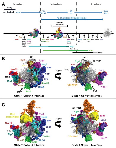 Figure 1. The yeast 60S subunit assembly pathway and AFs identified in state 1 and state 2 particles. (A) Timing of pre-rRNA processing events, entry and exit of AFs, and 5S RNP rotation. Also shown are the lifetimes of the Nog2-, Rix1-Rea1-, Arx1-, and Nmd3-bound pre-60S subunit assembly intermediates. The lifetimes of the state 1, 2, and 3 Nog2 particles are indicated by different shades of teal. The portions of the lifetimes of Arx1 and Nmd3 reported on by the Arx1 and Nmd3 particles are indicated by light green and gray, respectively. (B) The 19 AFs identified in the Nog2 state 1 particle (PDB ID 3JCT). The AF arc consists of 14 AFs stretching from the CP to the PET. Nop15, Rlp7, Nop53, Cic1, and Nop7 bind to ITS2. (C) The Nog2 state 2 particle.