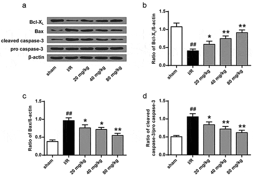 Figure 4. GJ regulates apoptotic proteins in I/R rat ischemic tissues. (a-d) MCAO/R rats were constructed and treated with GJ at indicated doses (n = 6). β-actin, cleaved caspase-3, Bax, and Bcl-XL levels was analyzed by Western blot. * P < 0.05, ** P < 0.01, ## P < 0.01. Data are presented as mean ± SD.