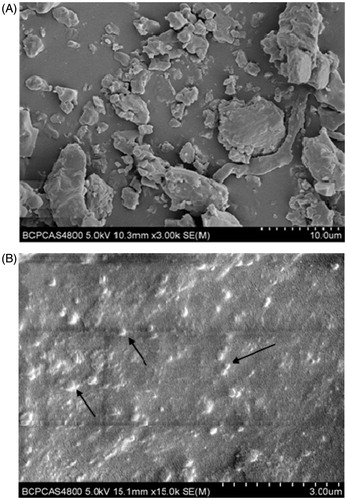 Figure 2. SEM images of raw GLT (A) and GLT nanogel (B). Arrows show GLT nanoparticles.