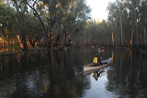 Figure 3. Flooded Budgee Creek, a tributary to Barmah Lake. Image by Scott Jukes.